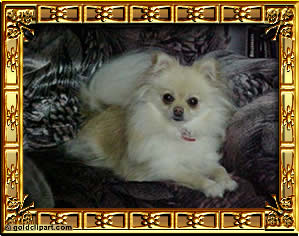 Maxie